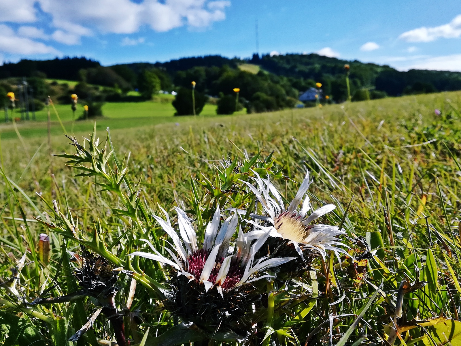 Silberdistel Kreuzberg Rhoen